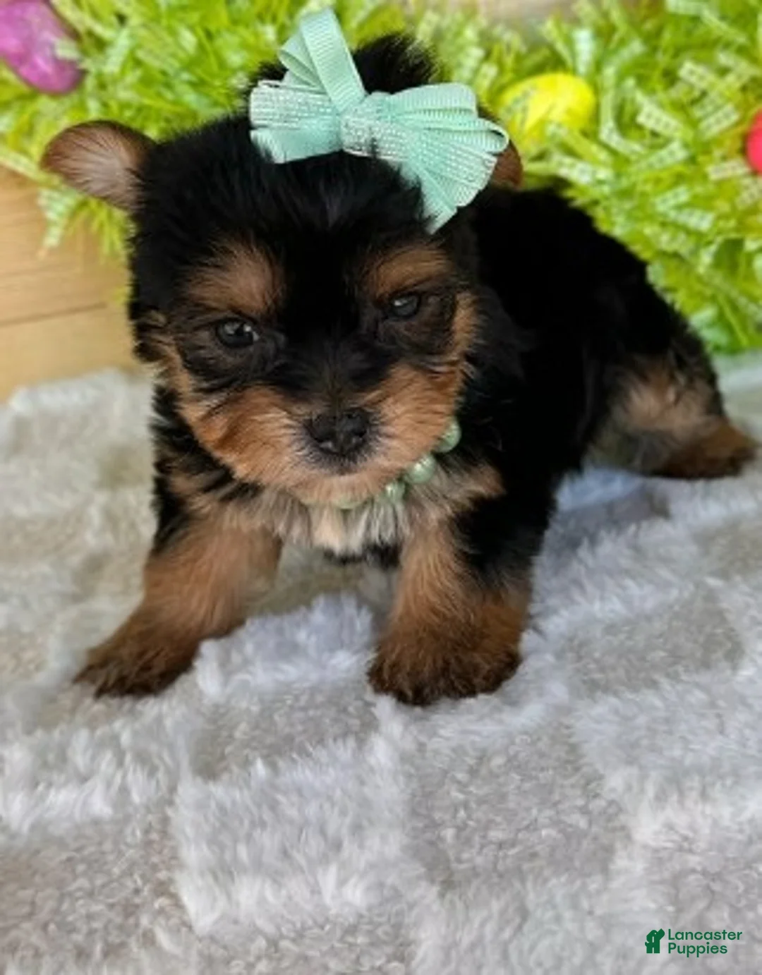 Yorkshire Terrier dogs for sale: Yorkshire Terrier Puppy 1 - Ad 2