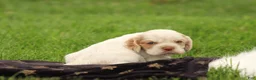 Cocker Spaniel dogs for sale: Sequoia - Ad 4