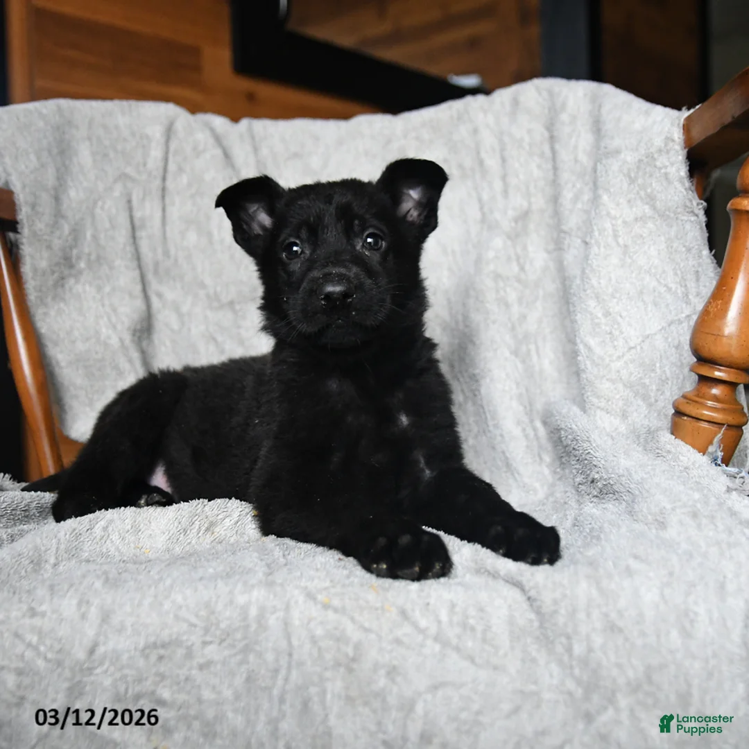 Mixed Breed dogs for sale: T bone - Ad 3