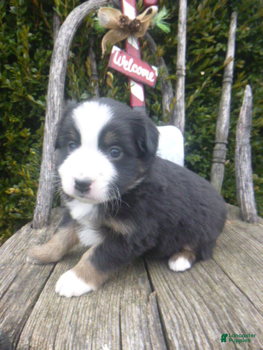 Miniature Australian Shepherd dogs for sale: Nikki - Ad 8