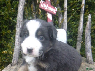 Miniature Australian Shepherd dogs Neva - Ad 40