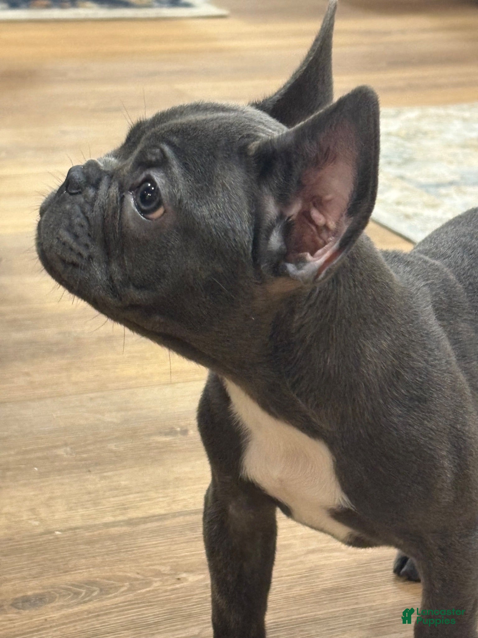 French Bulldog dogs French Bulldog 1 - Ad 2