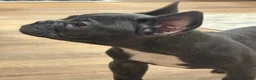 French Bulldog dogs for sale: French Bulldog 1 - Ad 2