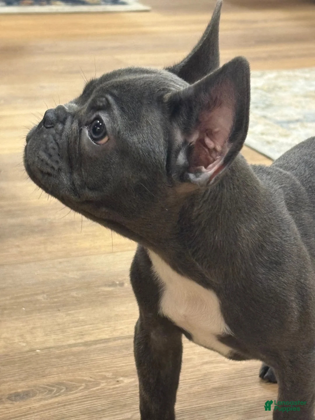 French Bulldog dogs for sale: French Bulldog 1 - Ad 2