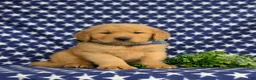 Golden Retriever dogs for sale: Travis AKC Reg - Ad 3