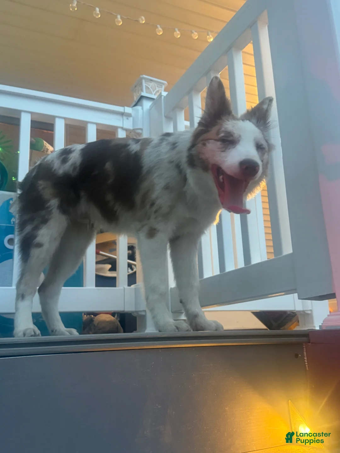 Border Collie dogs for sale: Border Collie Puppy - Ad 3