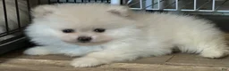 Pomeranian dogs for sale: Pomeranian 1 - Ad 4
