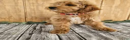 Mini Goldendoodle dogs for sale: Alice - Ad 7
