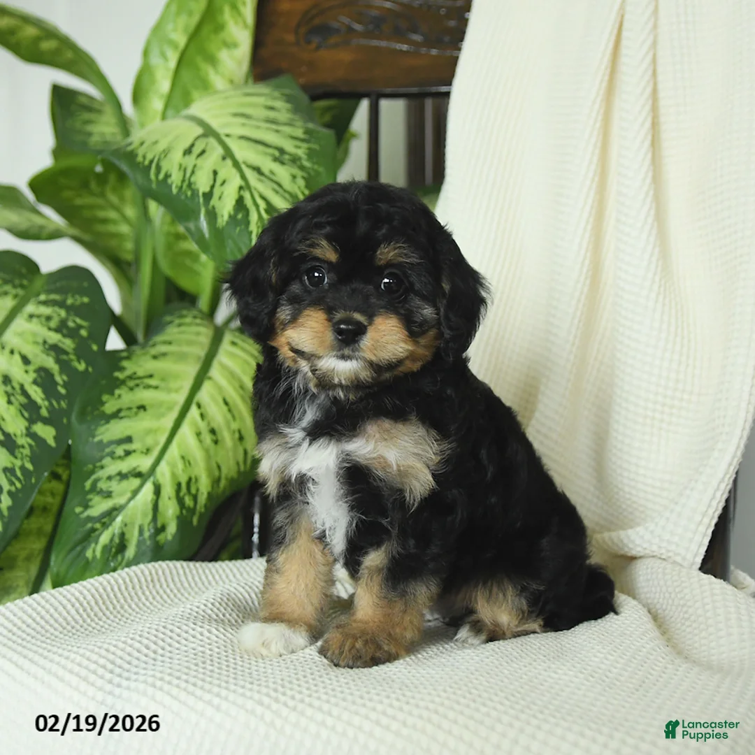Cavapoo dogs for sale: Raven - Ad 1