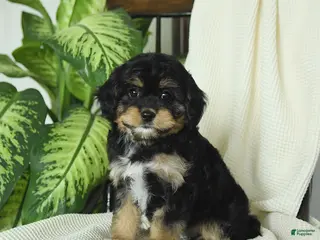 Cavapoo dogs for sale: Raven - Ad 3
