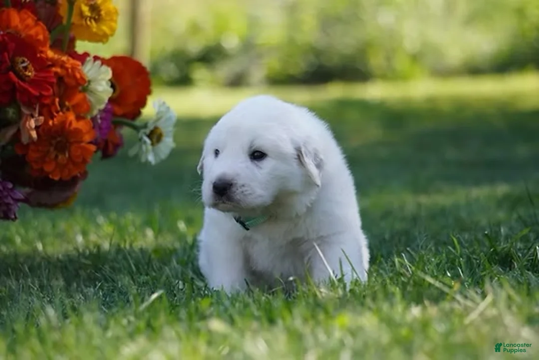Great Pyrenees dogs for sale: AKC Polaris - Ad 2