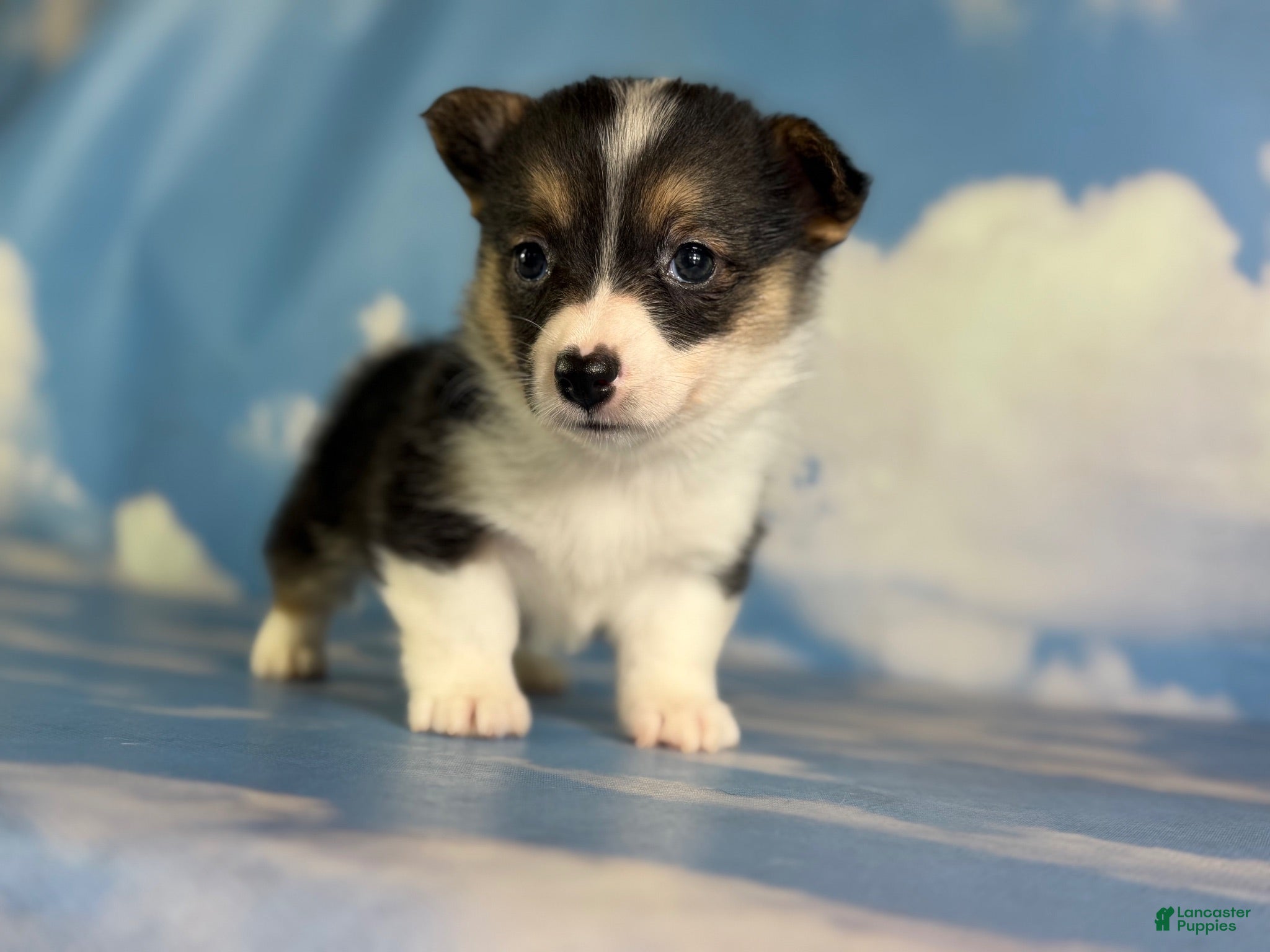 Welsh Corgi Pembroke dogs Aca Daphne natural bobtail Bluie and fluffy carrier triple clear - Ad 1
