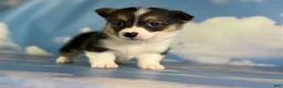 Welsh Corgi Pembroke dogs for sale: Aca Daphne natural bobtail Bluie and fluffy carrier triple clear - Ad 1