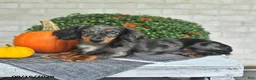 Miniature Dachshund dogs for sale: Chief - Ad 5