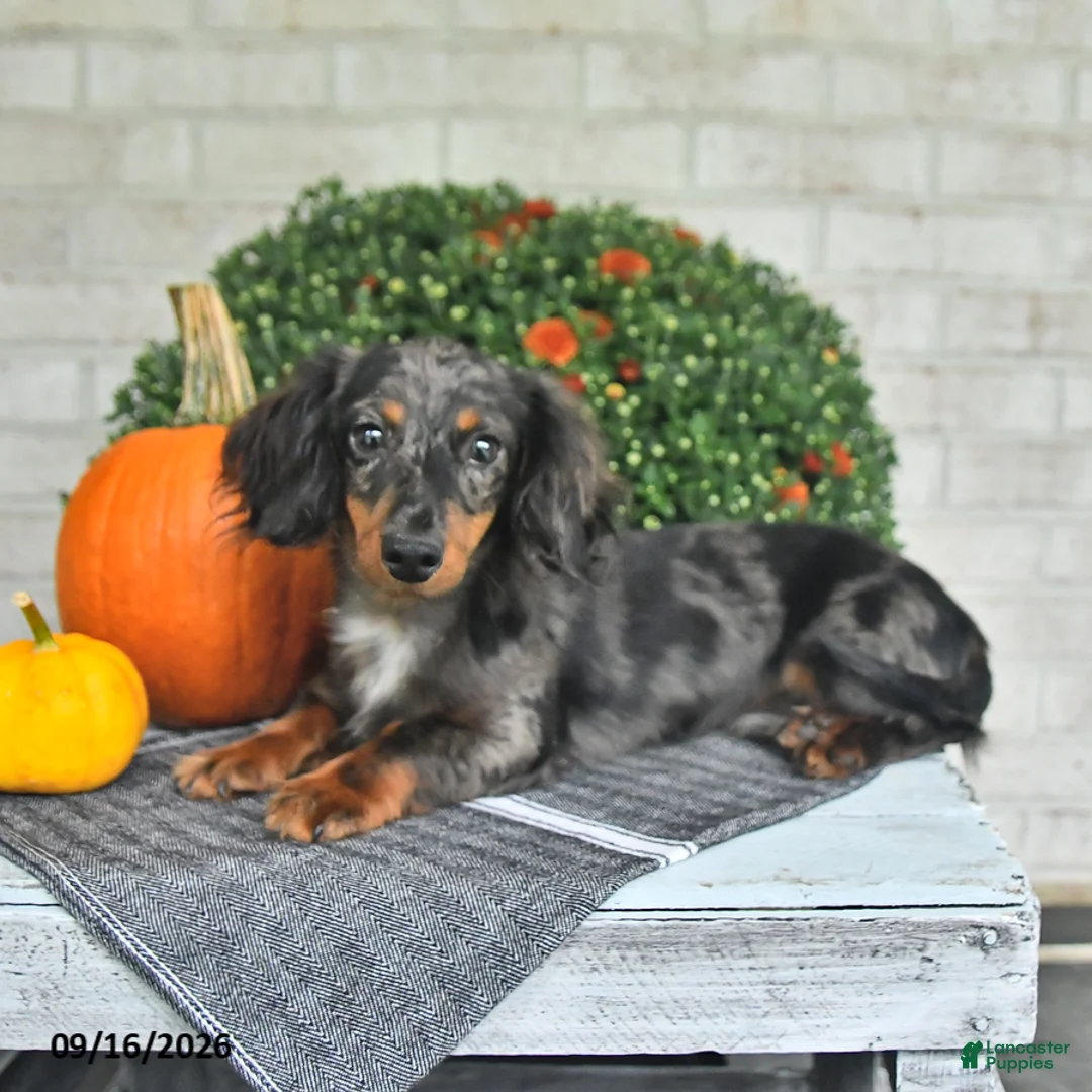 Miniature Dachshund dogs for sale: Chief - Ad 5
