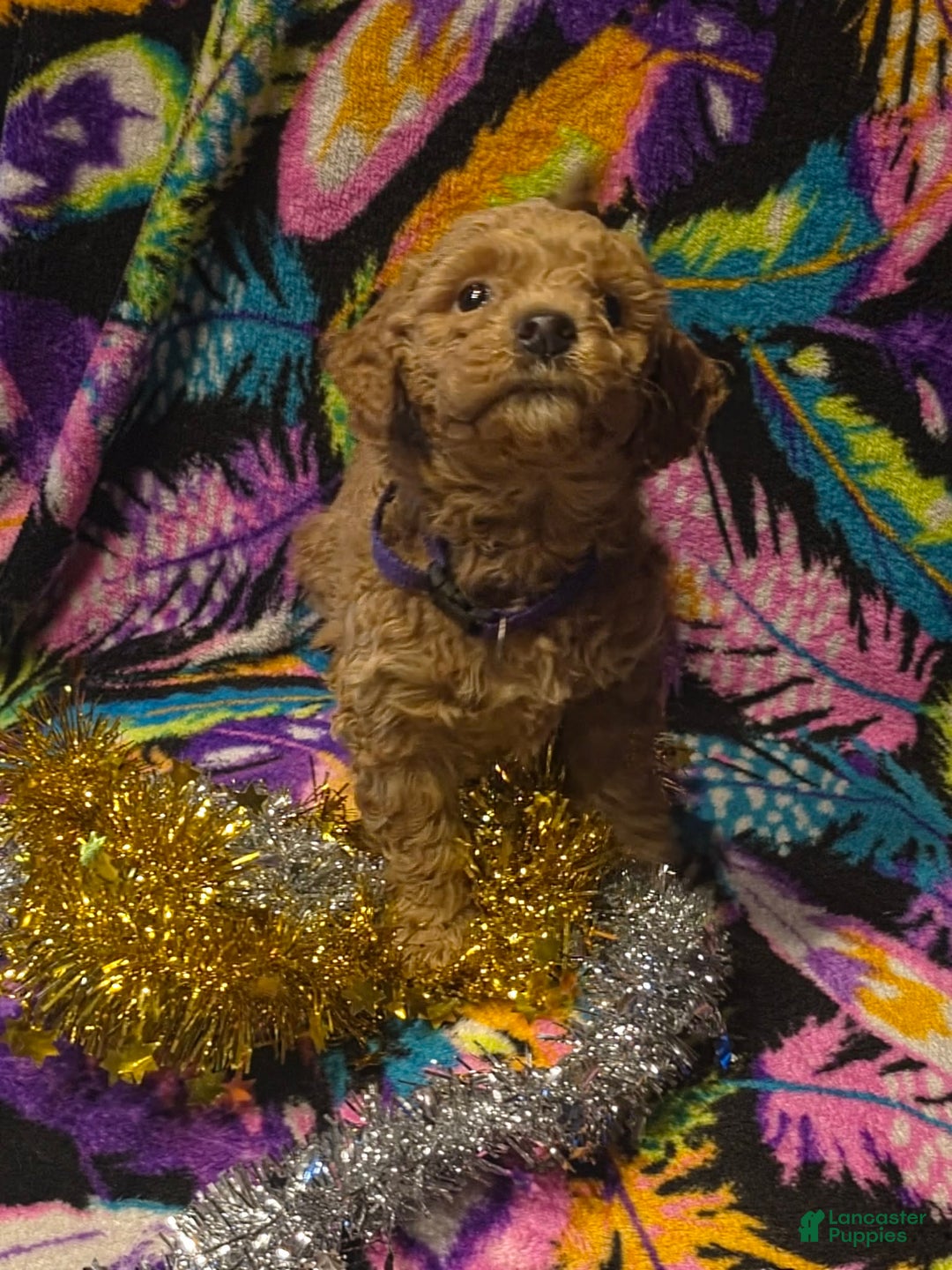 Mini Goldendoodle dogs for sale: Bella - Ad 4
