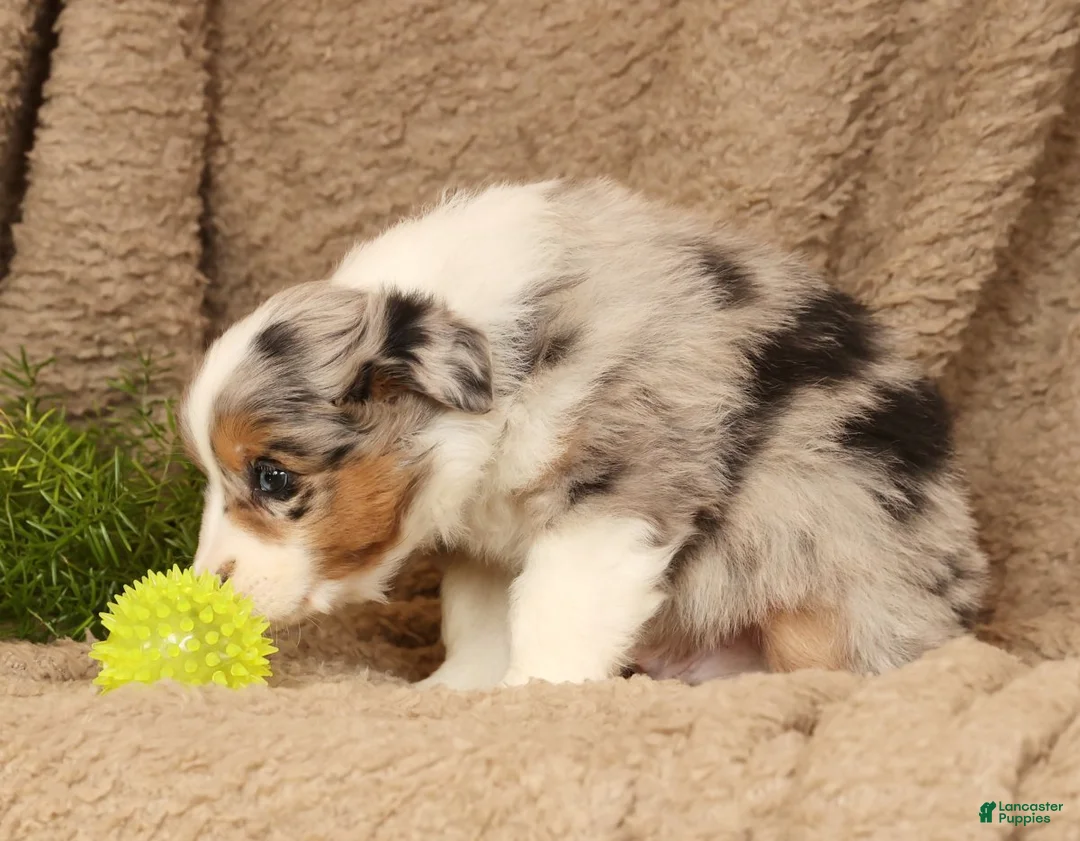 Miniature Australian Shepherd dogs for sale: Dawson - Ad 4