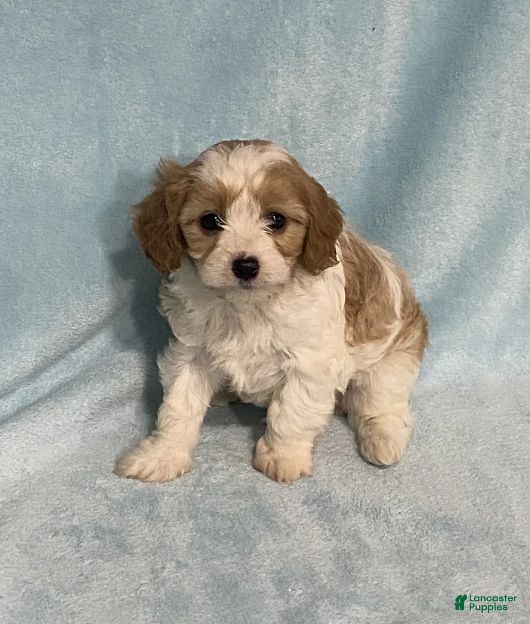 Cavapoo dogs for sale: Carl - Ad 2