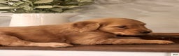 Golden Retriever dogs for sale: Rocky - Ad 1
