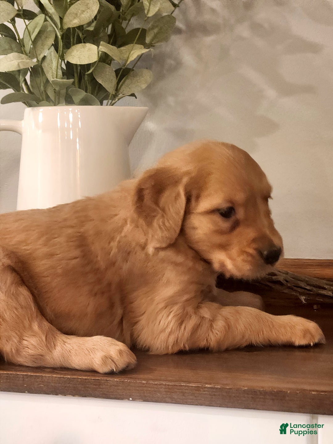 Golden Retriever dogs for sale: Rocky - Ad 1