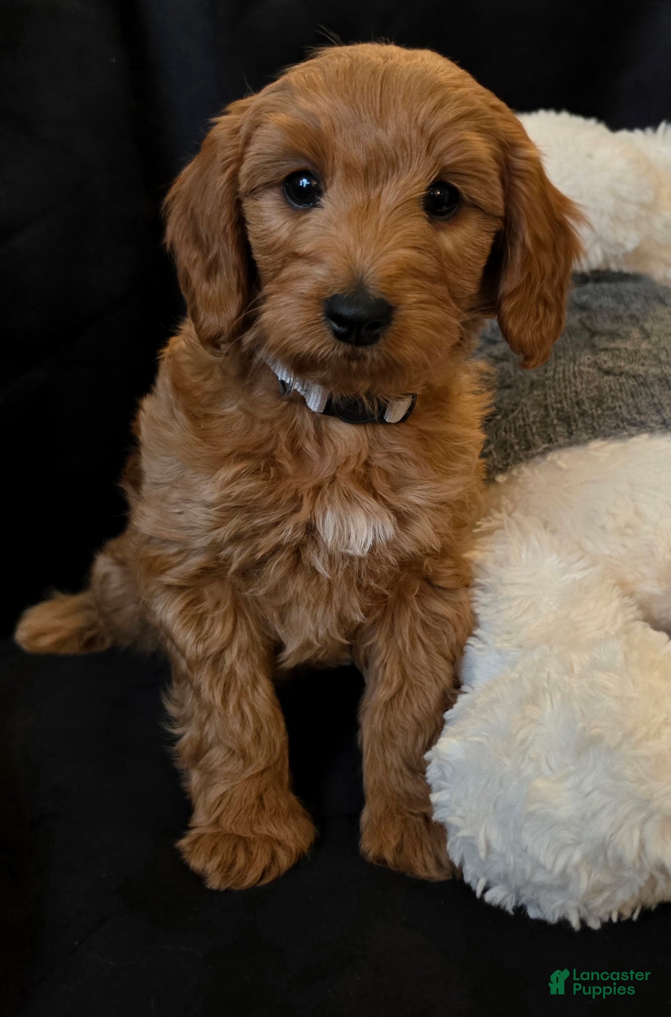 Mini Goldendoodle dogs Capricorn - Male - Ad 1