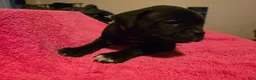 Mixed Breed dogs for sale: Hestia - Ad 2