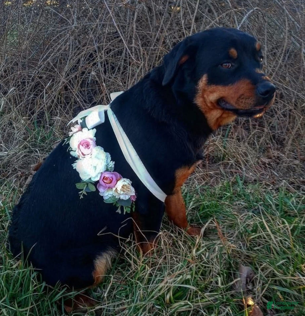 Mixed Breed dogs Briar. - Ad 2