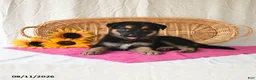 German Shepherd dogs for sale: Trista - Ad 4