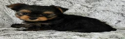 Yorkshire Terrier dogs for sale: Pepper  - Ad 4