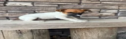 Jack Russell Terrier dogs for sale: UKC Zane  - Ad 4