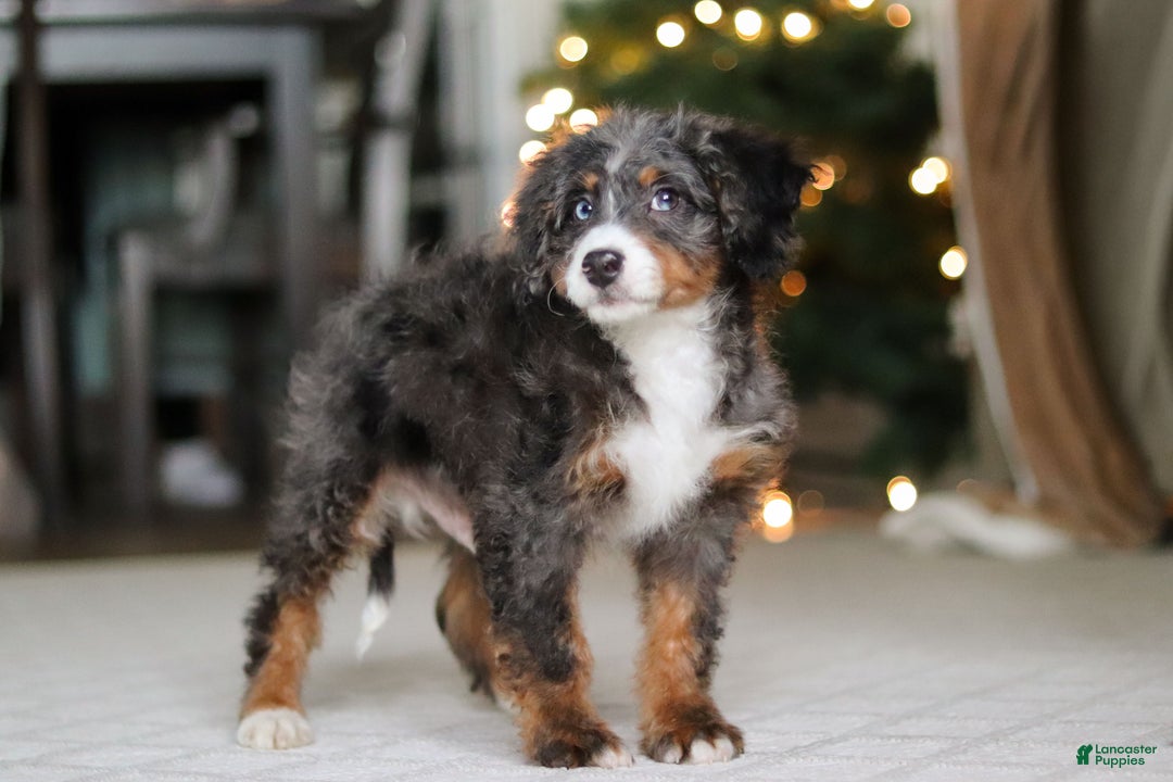 Mini Bernedoodle dogs for sale: Liam - Ad 2