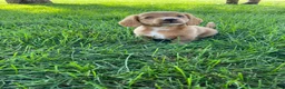 Miniature Dachshund dogs for sale: Ella - Ad 5