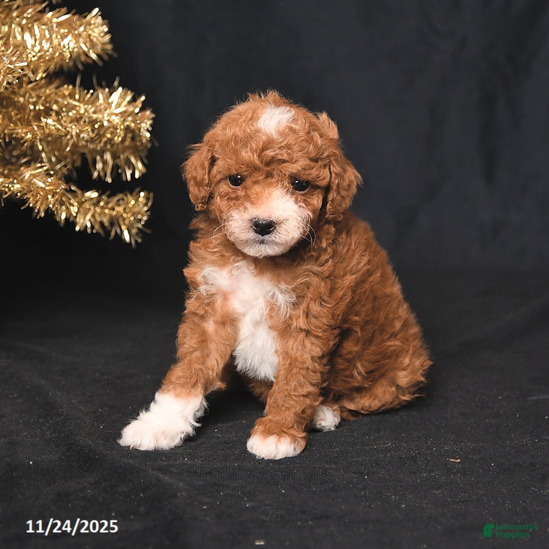 Toy Poodle dogs for sale: Cuddles - Ad 4