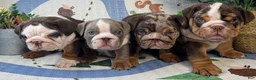 English Bulldog dogs for sale: Xpresso - Ad 4