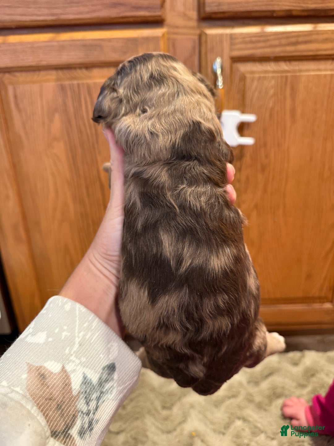 Goldendoodle dogs for sale: Monica - Ad 4