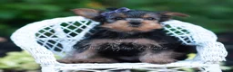 Yorkshire Terrier dogs for sale: Elowen - Ad 2