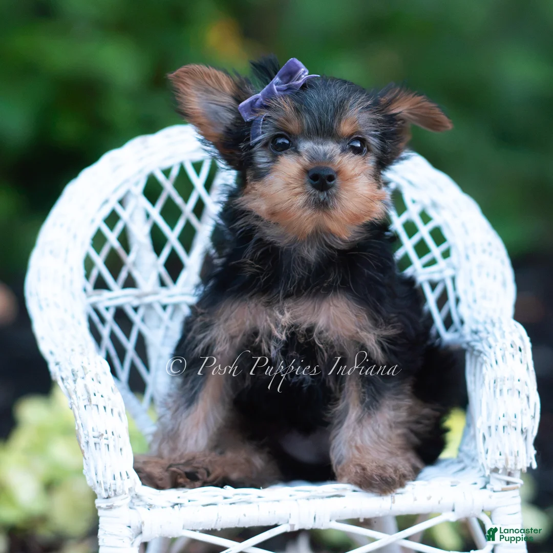 Yorkshire Terrier dogs for sale: Elowen - Ad 2