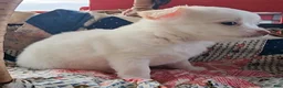 Chihuahua dogs for sale: Chihuahua 1 - Ad 6