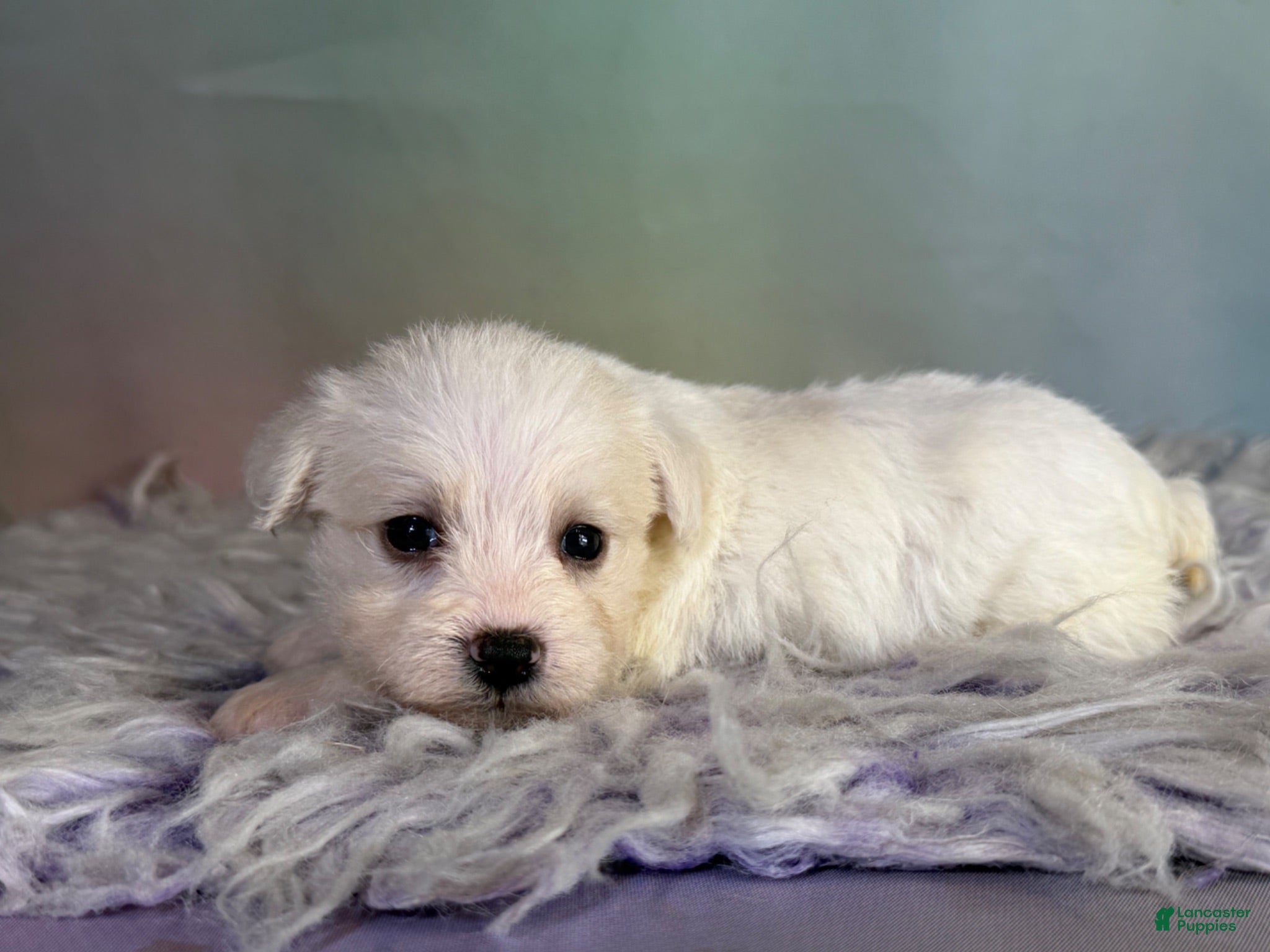 Schnoodle dogs Pearl - Ad 2