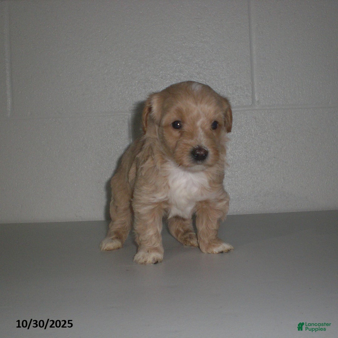 Yorkiepoo dogs for sale: Amber - Ad 21