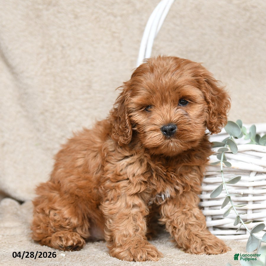 Cockapoo dogs Fiora - Ad 2