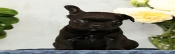 French Bulldog dogs for sale: Pez - Ad 4