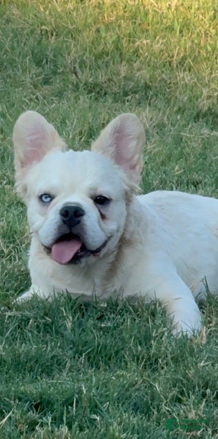 French Bulldog dogs Pluto - Ad 1
