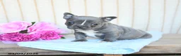 Frenchton dogs for sale: Hailey - Ad 1