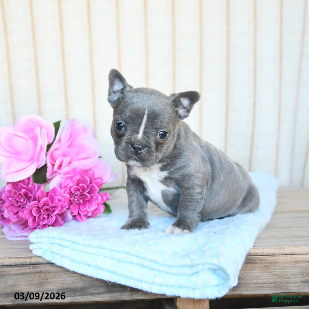 Frenchton dogs for sale: Hailey - Ad 1