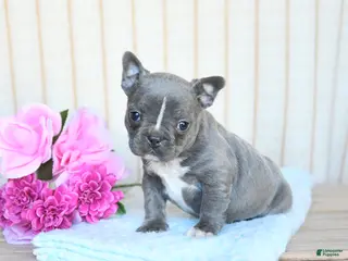 Frenchton dogs for sale: Hailey - Ad 1