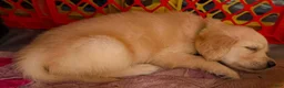 Golden Retriever dogs for sale: Muffin - Ad 6