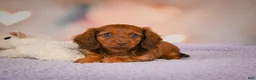 Dachshund dogs for sale: Alexa  - Ad 6