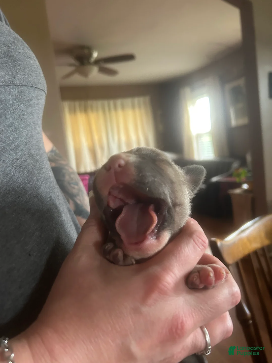 American Bully dogs for sale: American Bully Male - Ad 2