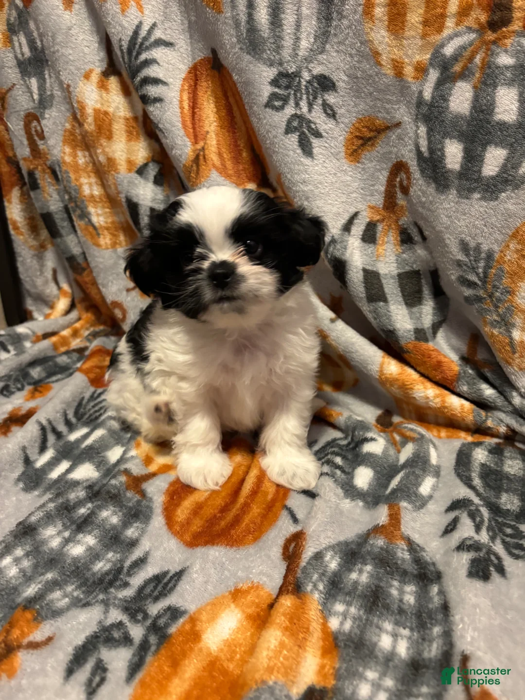 Shih Tzu dogs for sale: Shih Tzu Puppy 1 - Ad 2